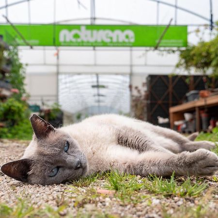 Naturena Agro-Turismo Durraes Bagian luar foto