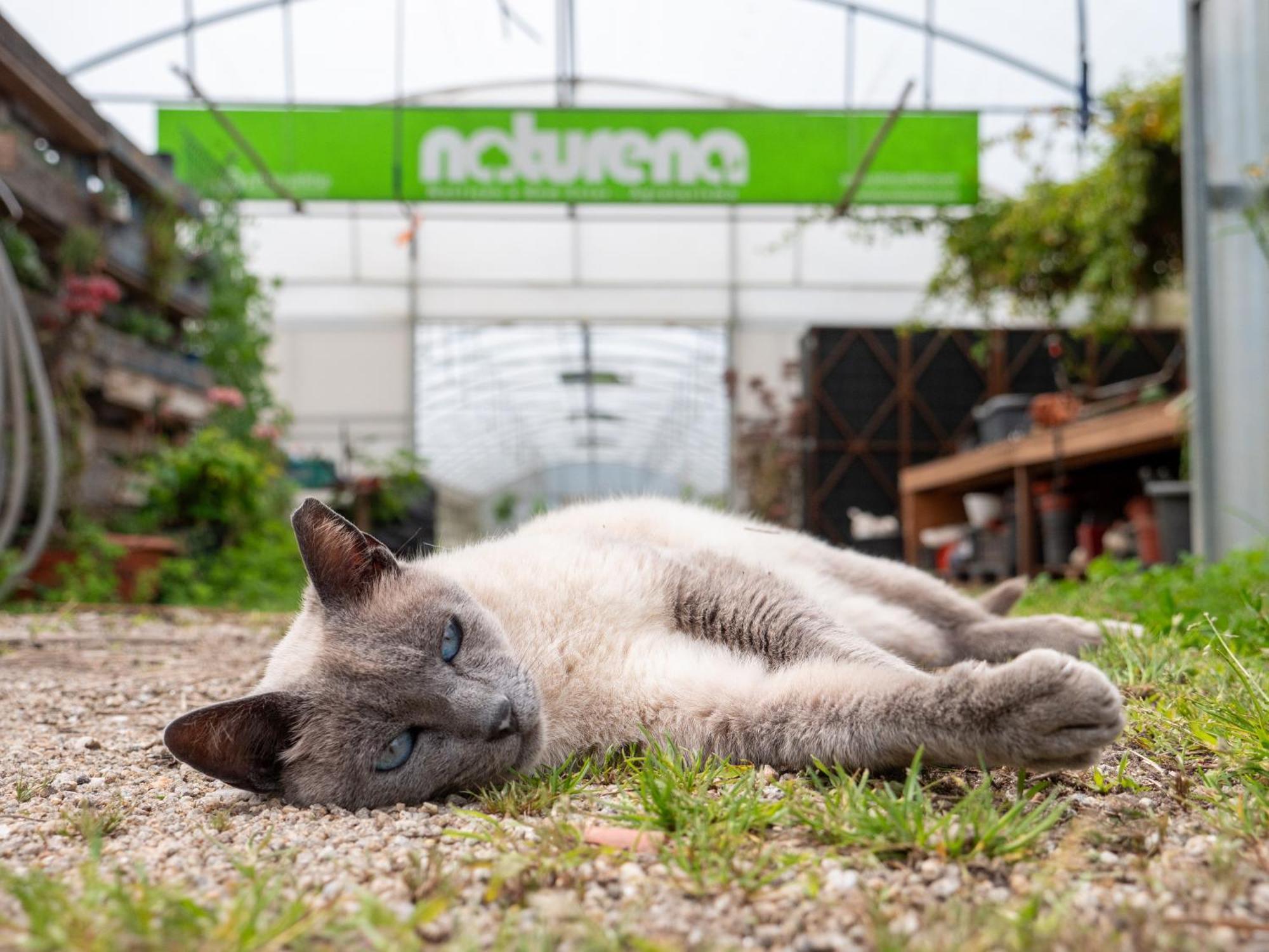 Naturena Agro-Turismo Durraes Bagian luar foto